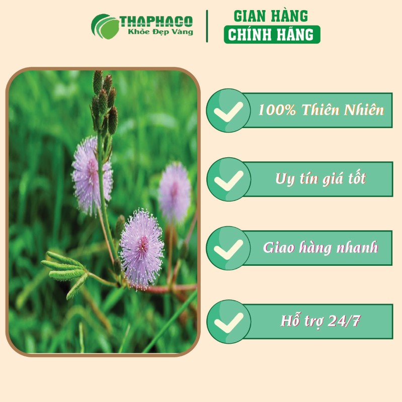 Bột cây mắc cỡ xấu hổ nguyên chất THAPHACO