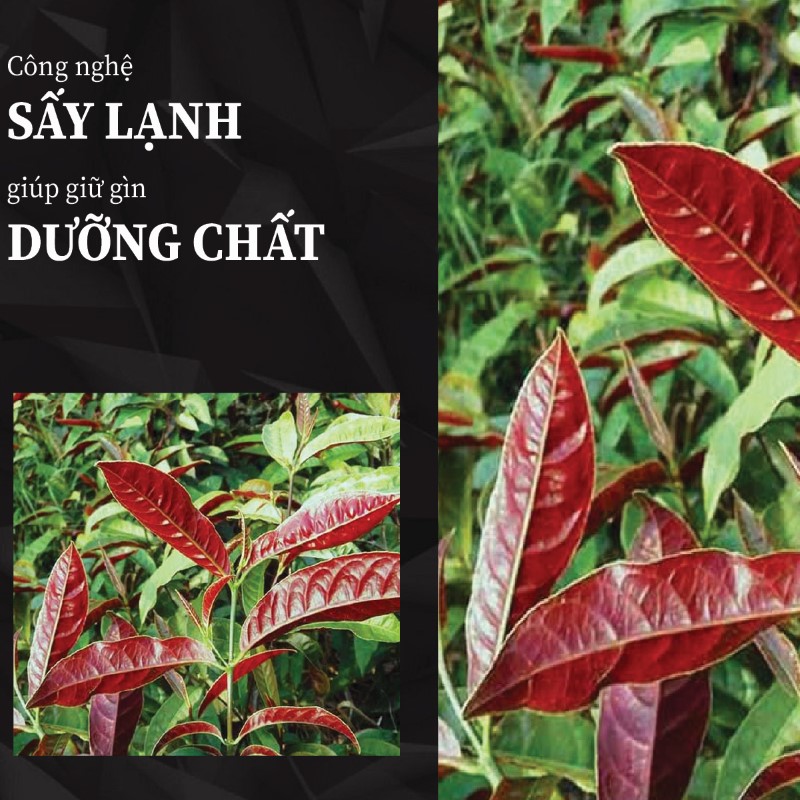 1kg trà bột lá đơn đỏ khô giá rẻ chất lượng cao 