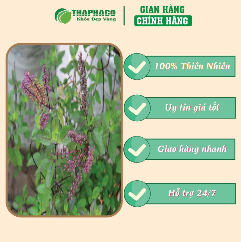 Địa chỉ mua bột lá hương nhu khô 1kg giá rẻ tại TP.HCM