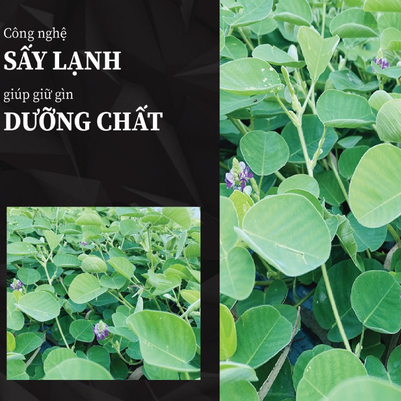 1kg trà bột kim tiền thảo khô giá rẻ chất lượng cao 