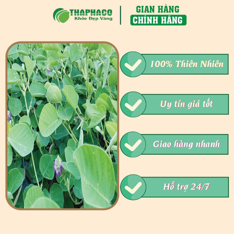 Địa chỉ bán bột lá kim tiền thảo khô 1kg giá rẻ tại TP.HCM