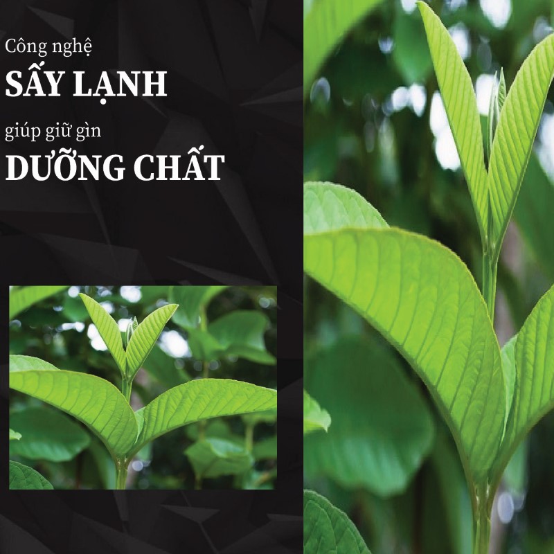 1kg trà bột lá ổi khô giá rẻ chất lượng cao