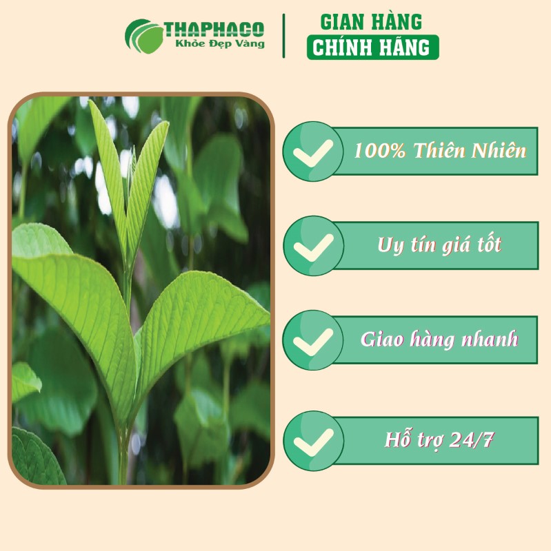 Địa chỉ bán bột lá ổi khô 1kg giá rẻ tại TP.HCM