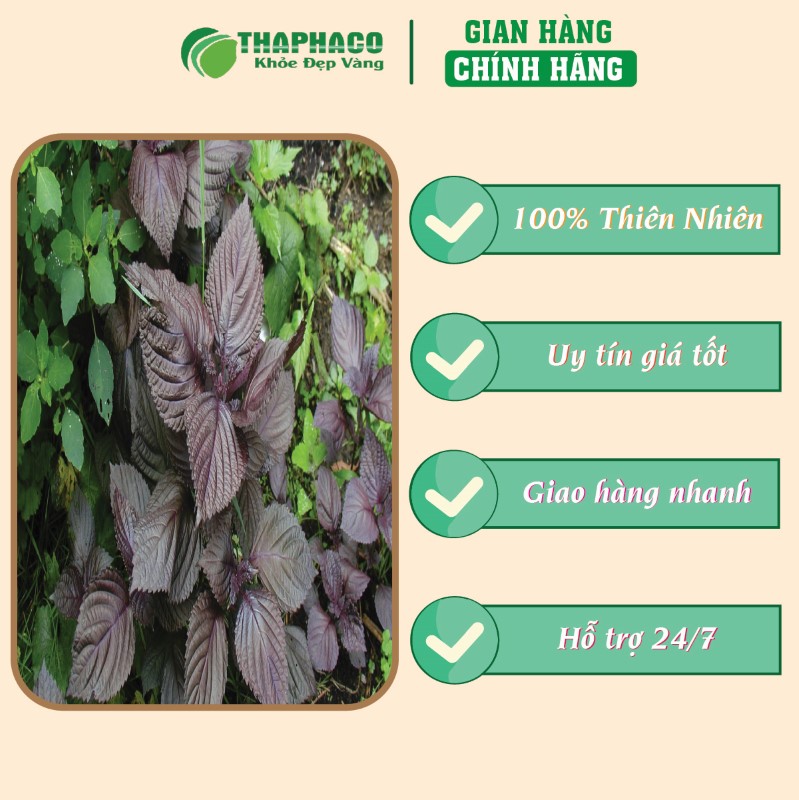 Địa chỉ bán bột lá tía tô khô 1kg giá rẻ tại TP.HCM