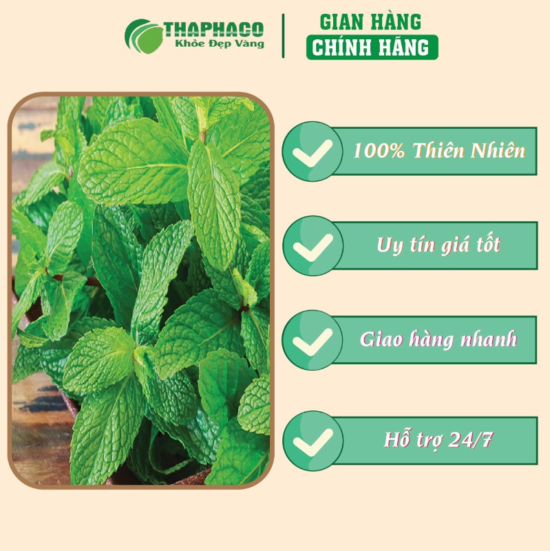 Trà túi lọc bạc hà giá tốt uy tín chất lượng 