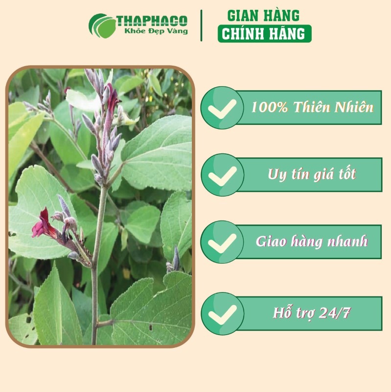 Trà túi lọc cây an xoa giá tốt uy tín chất lượng 