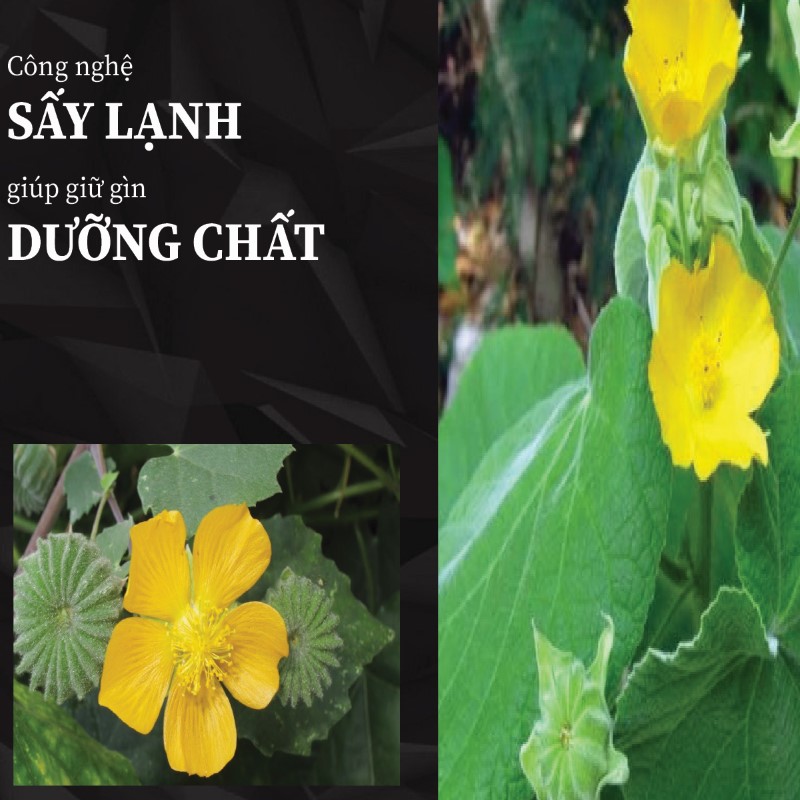 Trà túi lọc cây cối xay giá rẻ tại THAPHACO