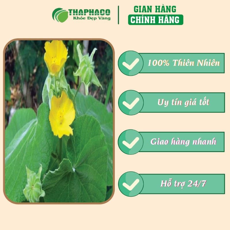 Trà túi lọc cây cối xay giá tốt chất lượng uy tín