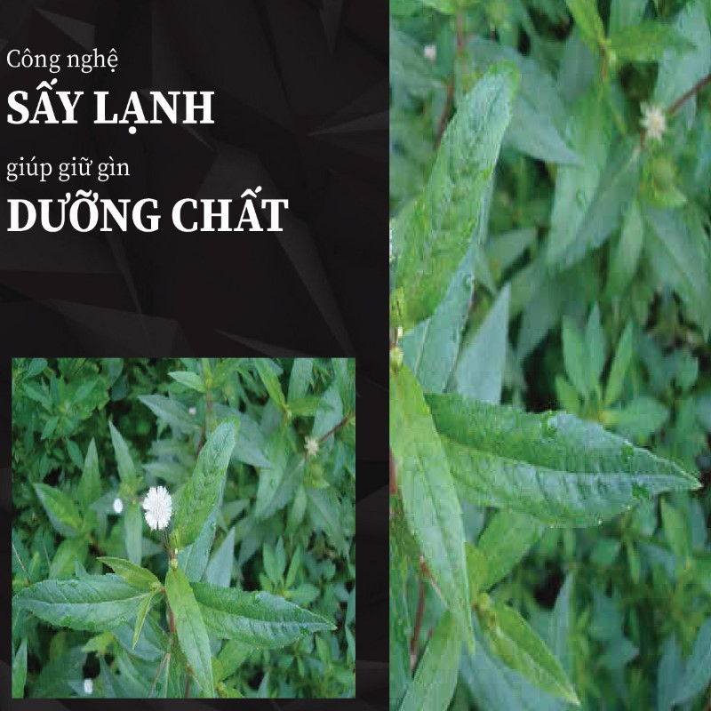 Trà túi lọc cây nhọ nhồi giá rẻ tại THAPHACO