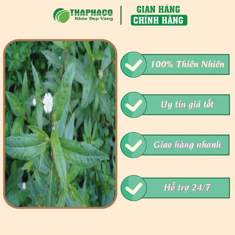 Trà túi lọc cây nhọ nhồi giá tốt uy tín chất lượng