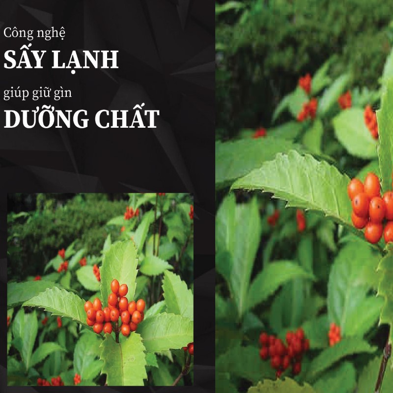 Trà túi lọc cây sói rừng sấy khô giá rẻ tại THAPHACO