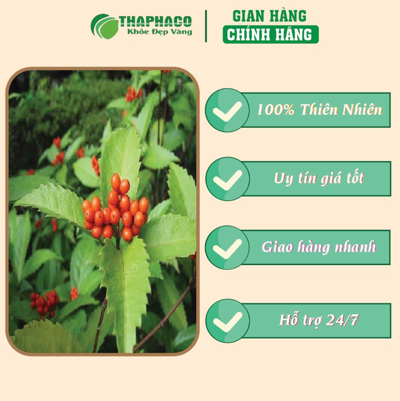 Trà túi lọc cây sói rừng giá tốt uy tín chất lượng