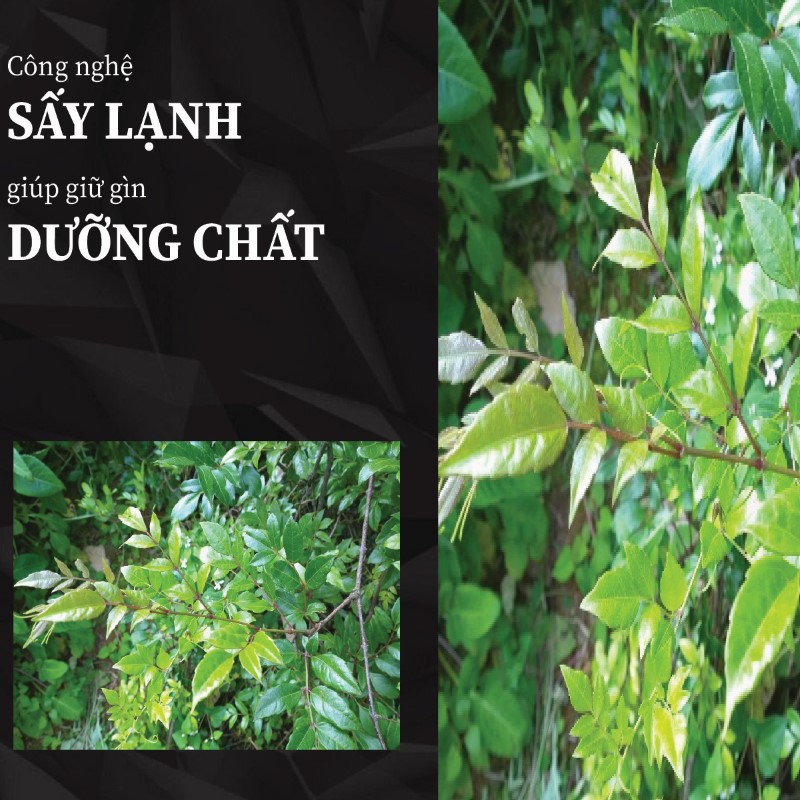 Trà túi lọc chè dây sấy khô giá rẻ tại THAPHACO