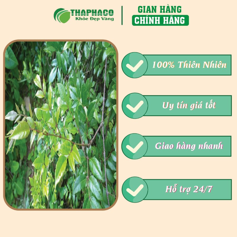 Trà túi lọc chè sây giá tốt uy tín chất lượng 