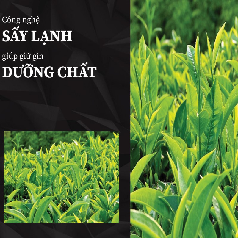 Trà túi lọc chè dung vàng sấy khô giá rẻ tại THAPHACO