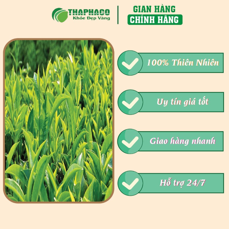 Trà túi lọc chè dung vàng giá tốt chất lượng uy tín