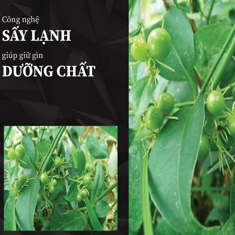 Trà túi lọc chè vằng sấy khô giá rẻ tại THAPHACO