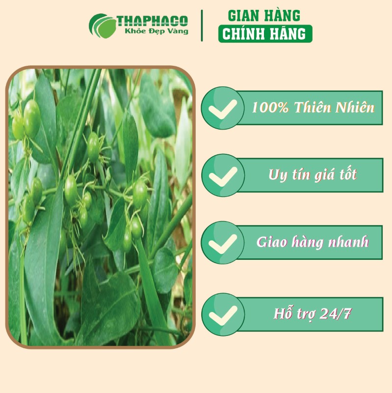 Trà túi lọc chè vằng giá tốt chất lượng uy tín 