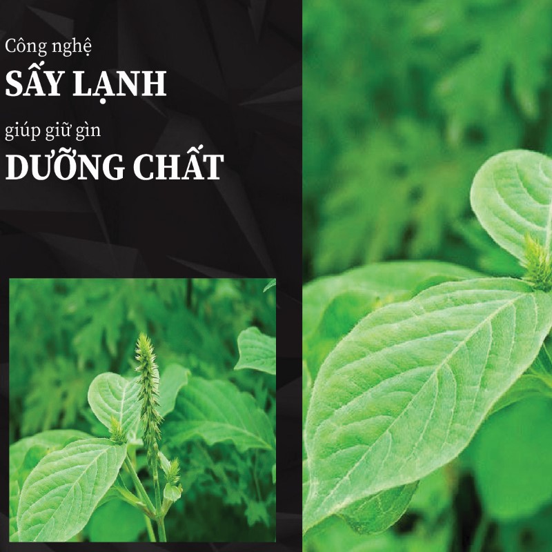 Trà túi lọc cỏ xước sấy khô giá rẻ tại THAPHACO 