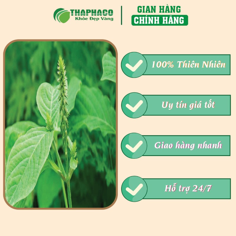 Trà túi lọc cỏ xước giá tốt chất lượng uy tín 