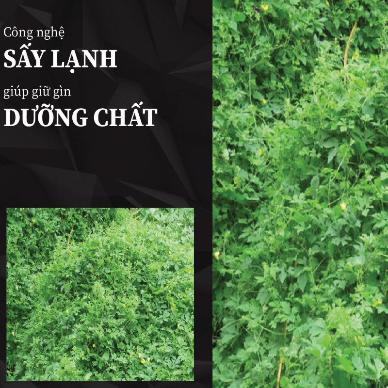 Trà túi lọc dây mướp đắng sấy khô giá rẻ tại THAPHACO