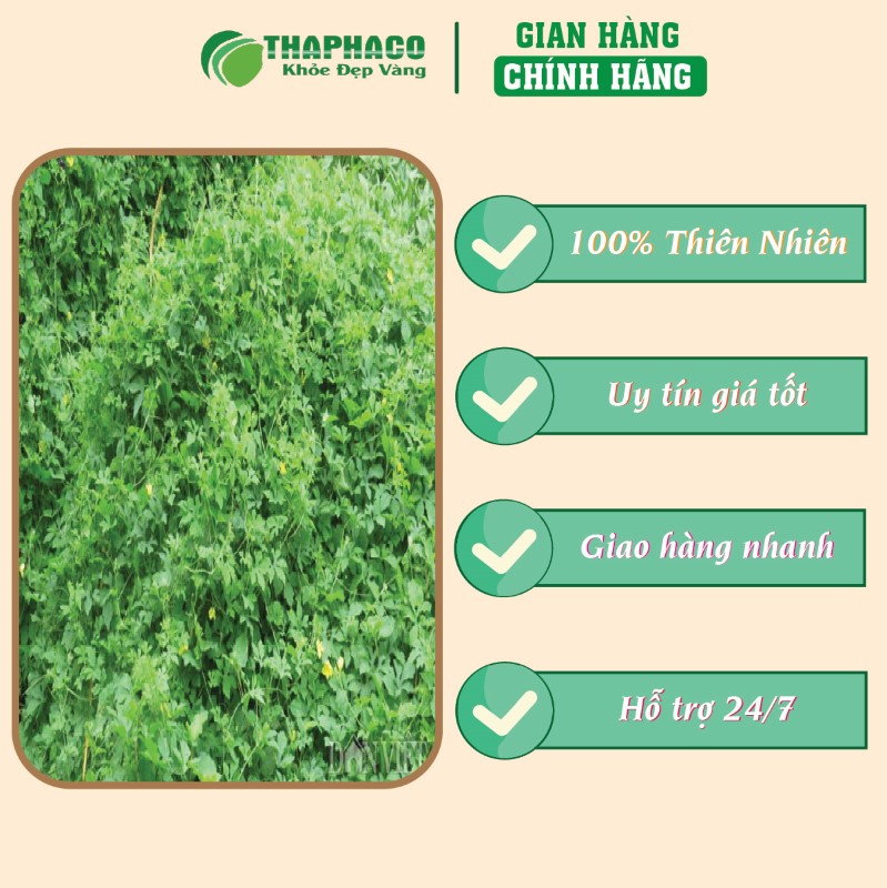 Trà túi lọc dây mướp đắng giá tốt chất lượng uy tín 