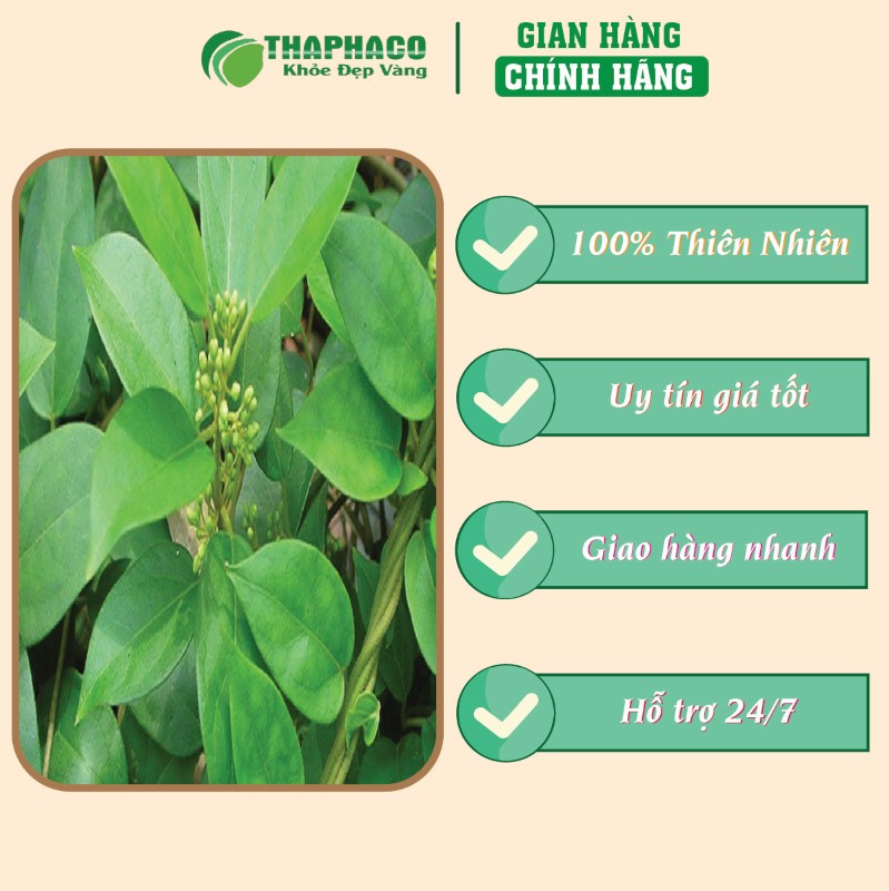 Trà túi lọc dây thìa canh giá tốt chất lượng uy tín 