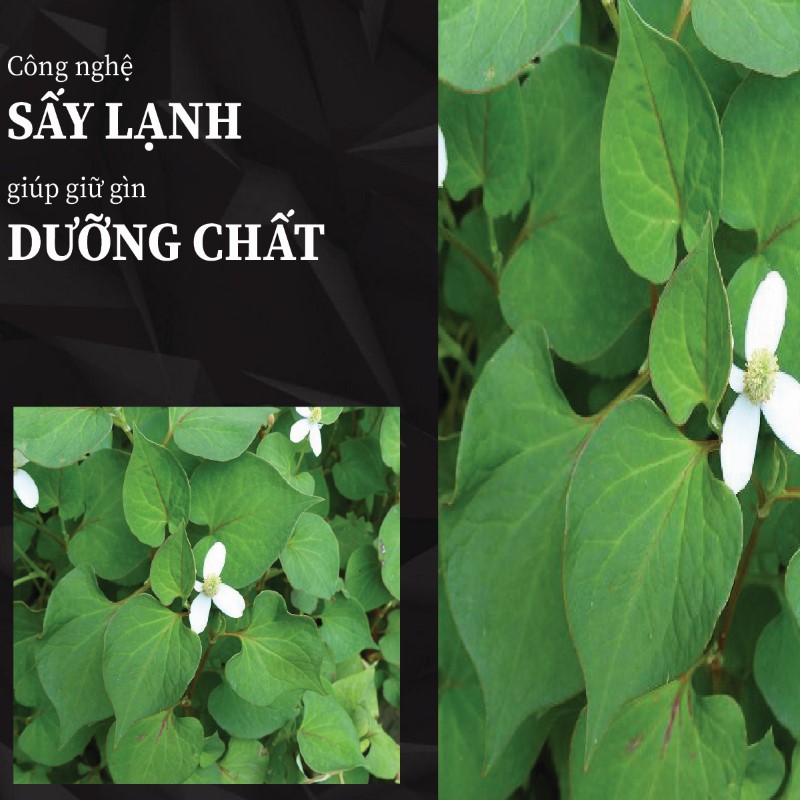 Trà túi lọc diếp cá sấy khô giá rẻ tại THAPHACO