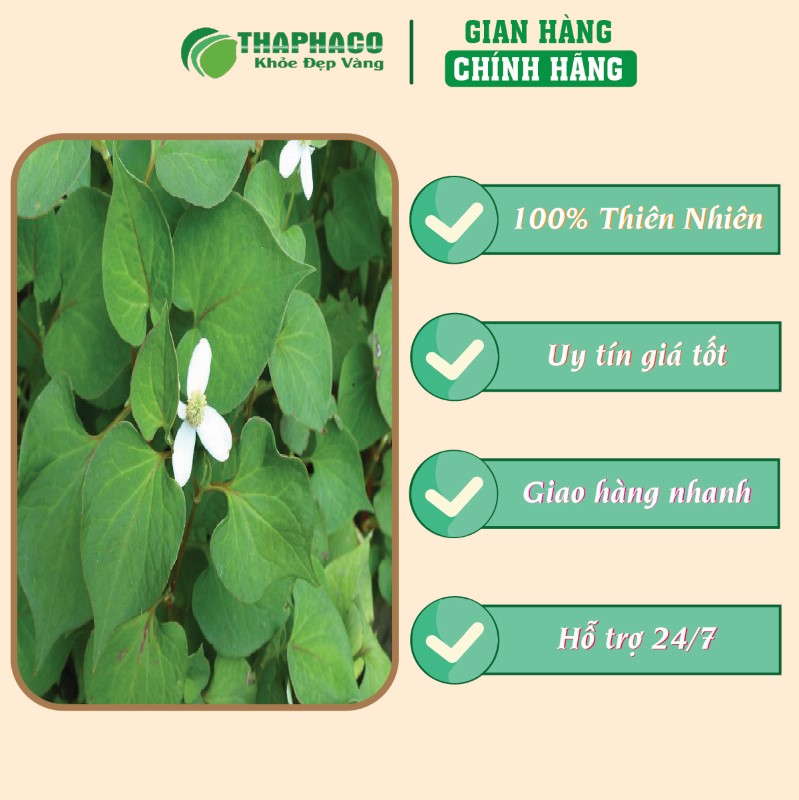 Trà túi lọc diếp cá thiên nhiên uy tín giá tốt 