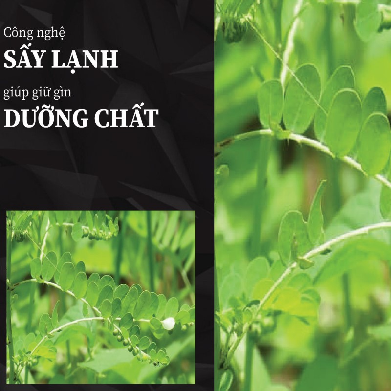 Trà túi lọc diệp hạ châu đắng sấy khô giá rẻ tại THAPHACO