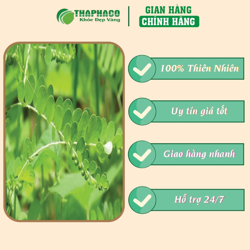 Trà túi lọc diệp hạ châu đắng giá tốt chất lượng uy tín 