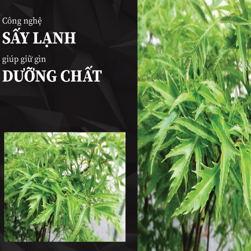 Trà túi lọc lá đinh lăng sấy khô giá rẻ tại THAPHACO