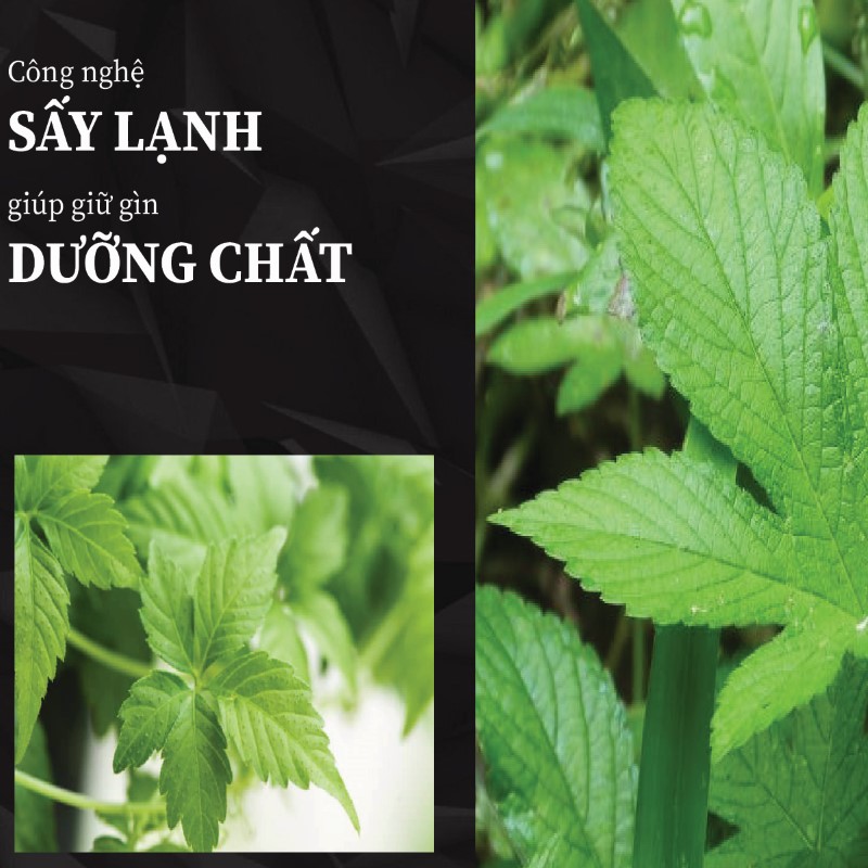 Trà túi lọc giảo cổ lam sấy khô giá rẻ tại THAPHACO