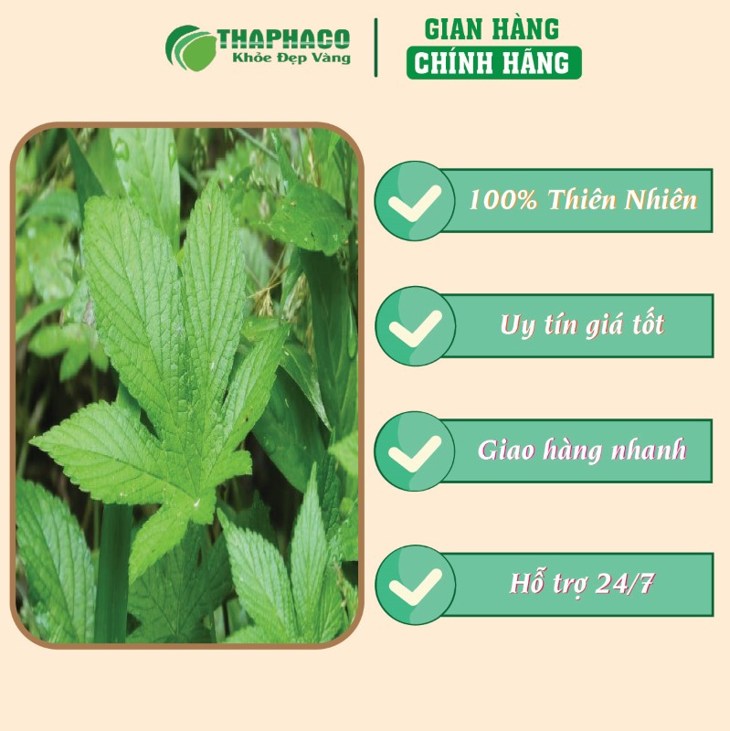 Trà túi lọc giảo cổ lam giá tốt chất lượng uy tín 