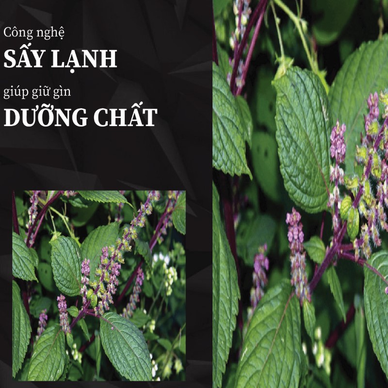 Trà túi lọc hương nhu sấy khô giá rẻ tại THAPHACO