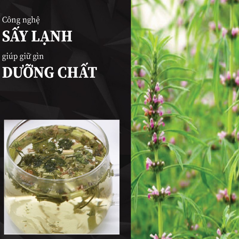 Trà túi lọc ích mẫu sấy khô giá rẻ tại THAPHACO