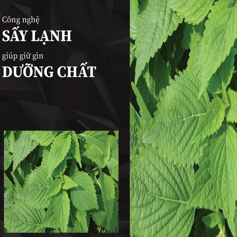 Trà túi lọc kinh giới sấy khô giá rẻ tại THAPHACO