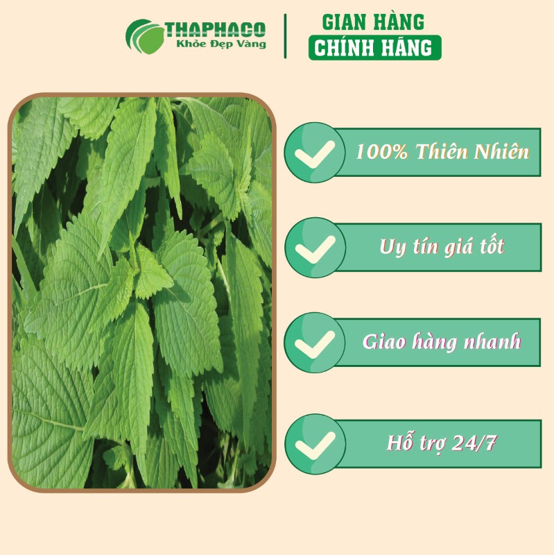 Trà túi lọc kinh giới thiên nhiên giá tốt chất lượng