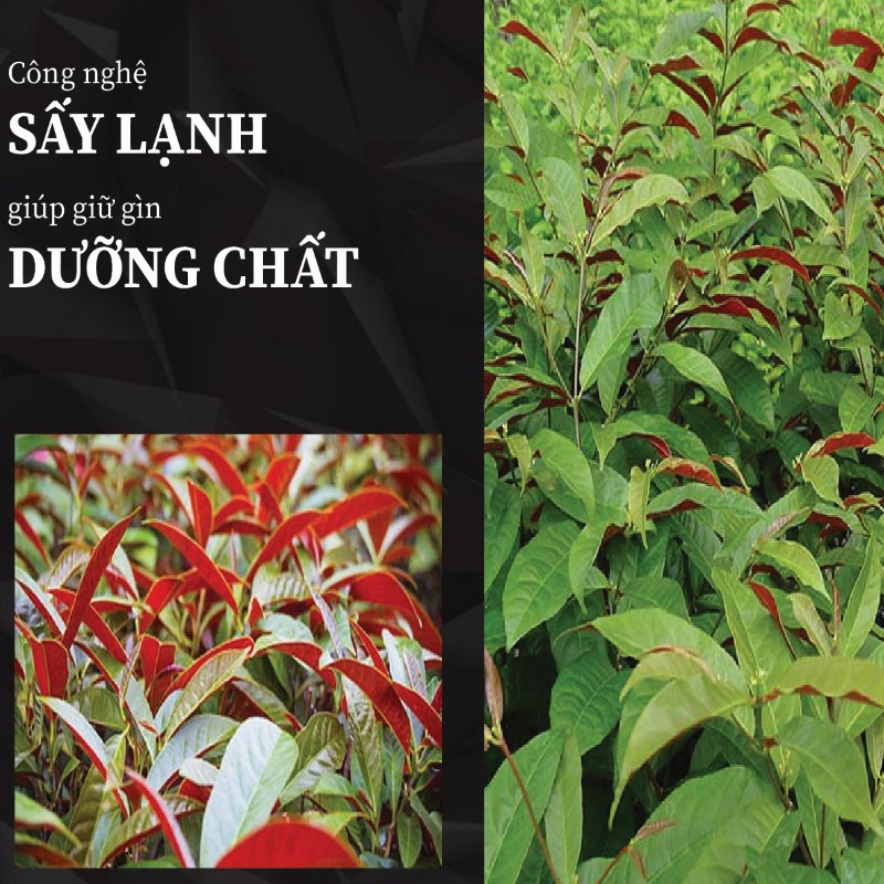 Trà túi lọc lá đơn đỏ sấy khô giá rẻ tại THAPHACO