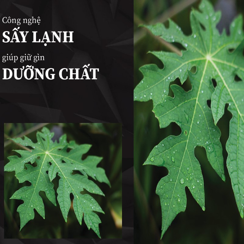 Trà túi lọc lá đu đủ sấy khô giá rẻ tại THAPHACO