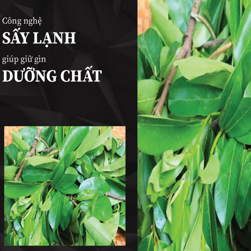 Trà túi lọc lá mãng cầu xiêm sấy khô giá rẻ tại THAPHACO