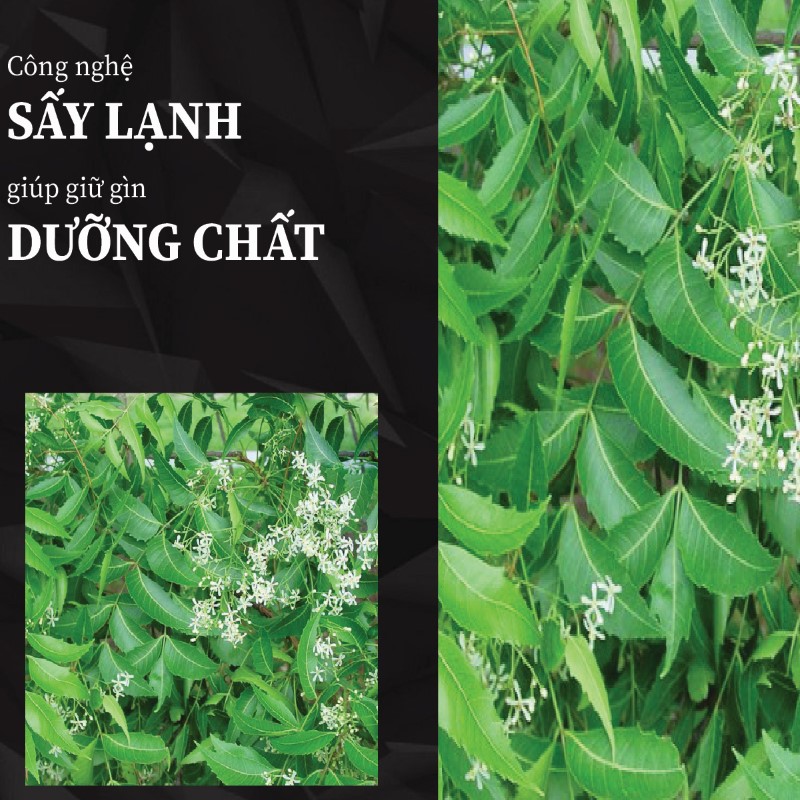 Trà túi lọc lá neem sấy khô giá rẻ tại THAPHACO