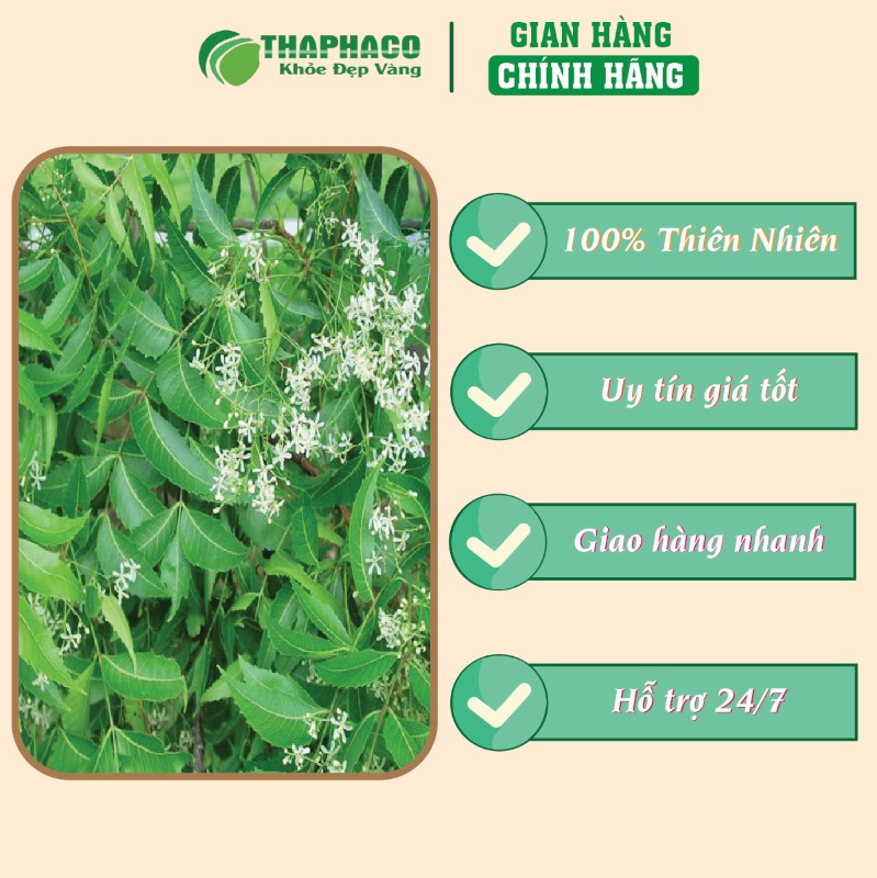 Trà túi lọc lá neem giá rẻ chất lượng uy tín 