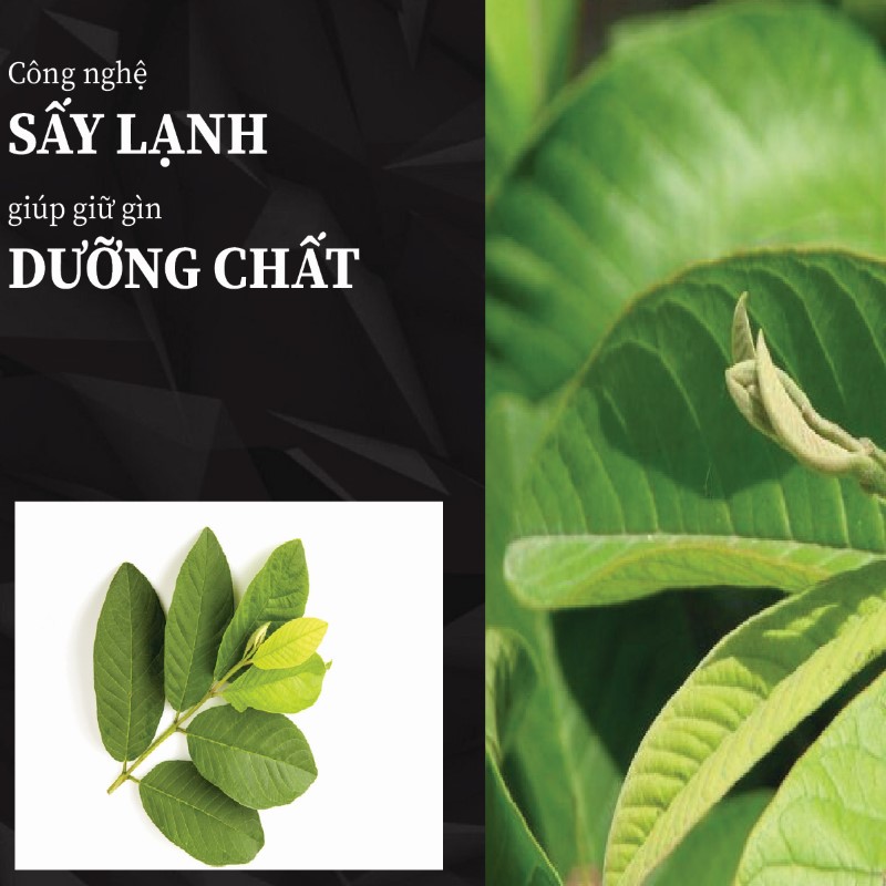 Trà túi lọc lá ổi sấy khô giá rẻ tại THAPHACO