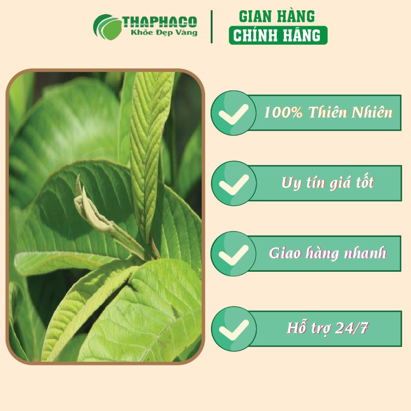 Trà túi lọc lá ổi giá tốt uy tín chất lượng