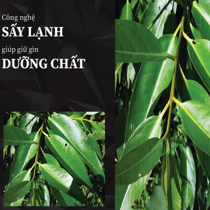 Trà túi lọc lá vối khô giá rẻ tại THAPHACO