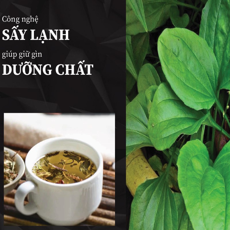 Trà túi lọc mã đề sấy khô giá rẻ tại THAPHACO