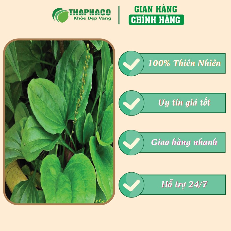 Giá bán trà túi lọc mã đề tại TP.HCM