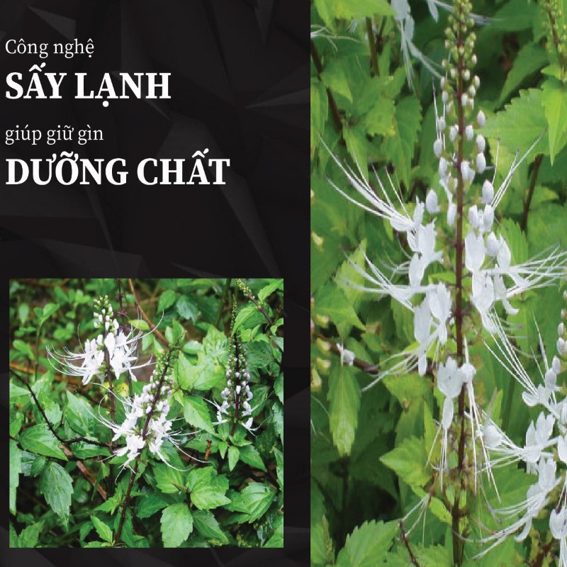 Trà túi lọc râu mèo sấy khô giá rẻ tại THAPHACO