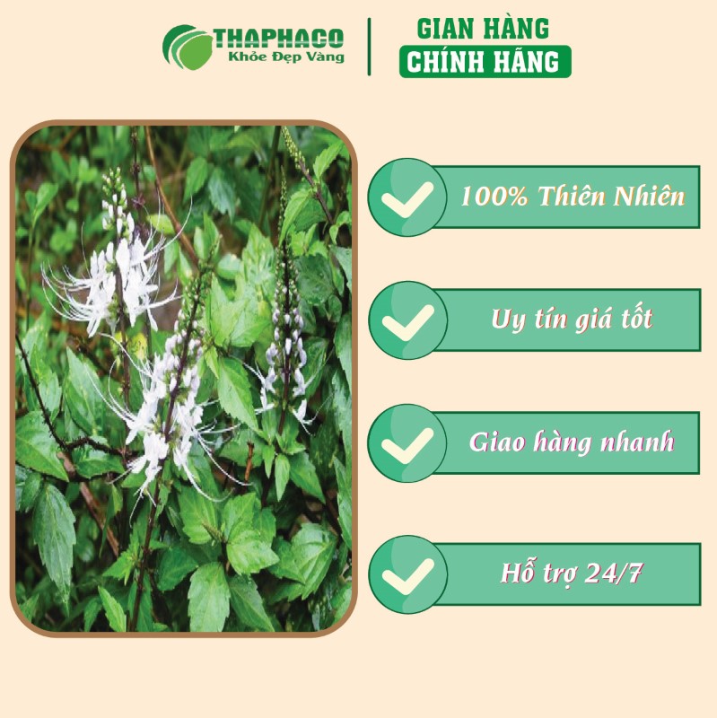 Giá bán trà túi lọc râu mèo tại TP.HCM